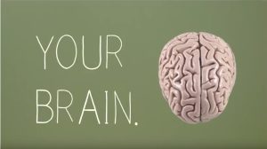Your Brain