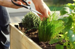 Urban Gardening-A Functional Medicine Perspective